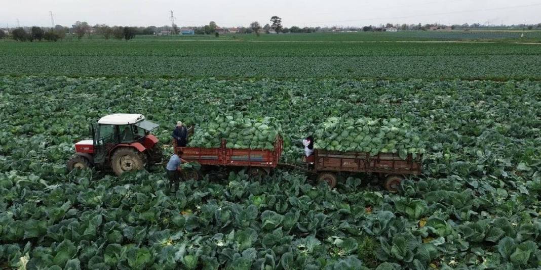 25.000 dekarda hasat başladı! Kış sofralarının olmazsa olmazı: Tarlada 8 liradan satılıyor 4